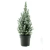 Picea glauca Conica - mini kerstboom - potgekweekt - 50cm