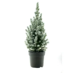 Picea glauca Conica - mini kerstboom - potgekweekt - 50cm