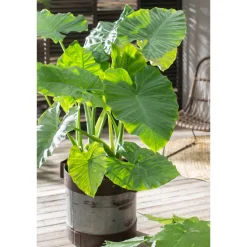 Plant in a Box - Alocasia 'odora' Olifantsoor X1 - Hoogte 55-75cm