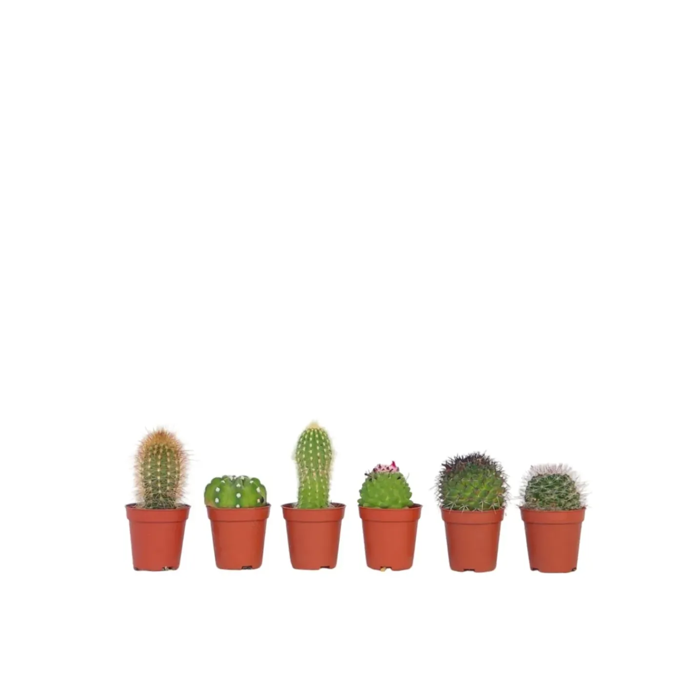 Plant in a Box - Cactaceae Mix Cactus X6 - Hoogte 5-10cm
