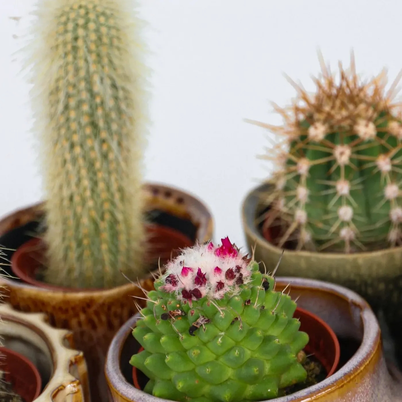 Plant in a Box - Cactaceae Mix Cactus X6 - Hoogte 5-10cm