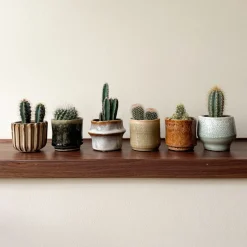 Plant in a Box - Cactaceae Mix Cactus X6 - Hoogte 5-10cm