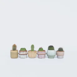 Plant in a Box - Cactaceae Mix Cactus X6 - Hoogte 5-10cm
