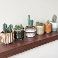 Plant in a Box - Cactaceae Mix Cactus X6 - Hoogte 5-10cm