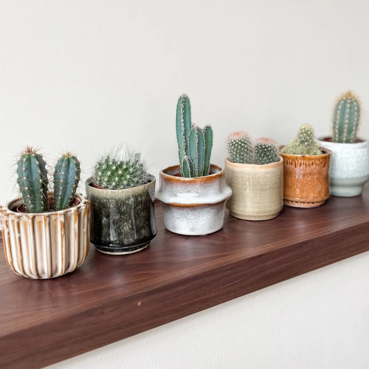 Plant in a Box - Cactaceae Mix Cactus X6 - Hoogte 5-10cm