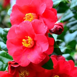Plant in a Box - Camellia Japonica Japanse Roos X3 - Hoogte 25-40cm