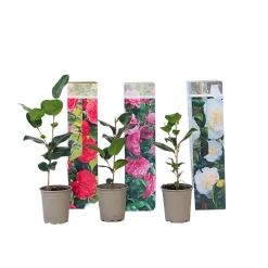 Plant in a Box - Camellia Japonica Japanse Roos X3 - Hoogte 25-40cm
