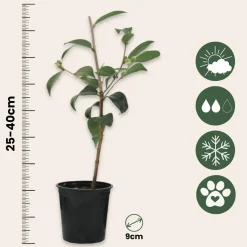 Plant in a Box - Camellia Japonica Japanse Roos X3 - Hoogte 25-40cm
