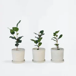 Plant in a Box - Camellia Japonica Japanse Roos X3 - Hoogte 25-40cm