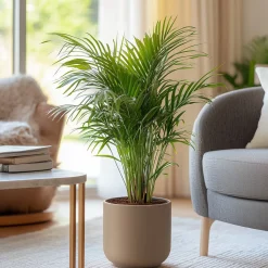 Plant in a Box - Dypsis Lutescens Areca Goudpalm X1 - Hoogte 60-70cm