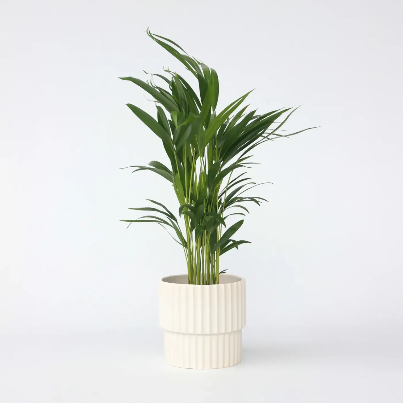 Plant in a Box - Dypsis Lutescens Areca Goudpalm X1 - Hoogte 60-70cm
