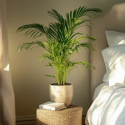 Plant in a Box - Dypsis Lutescens Areca Goudpalm X1 - Hoogte 60-70cm