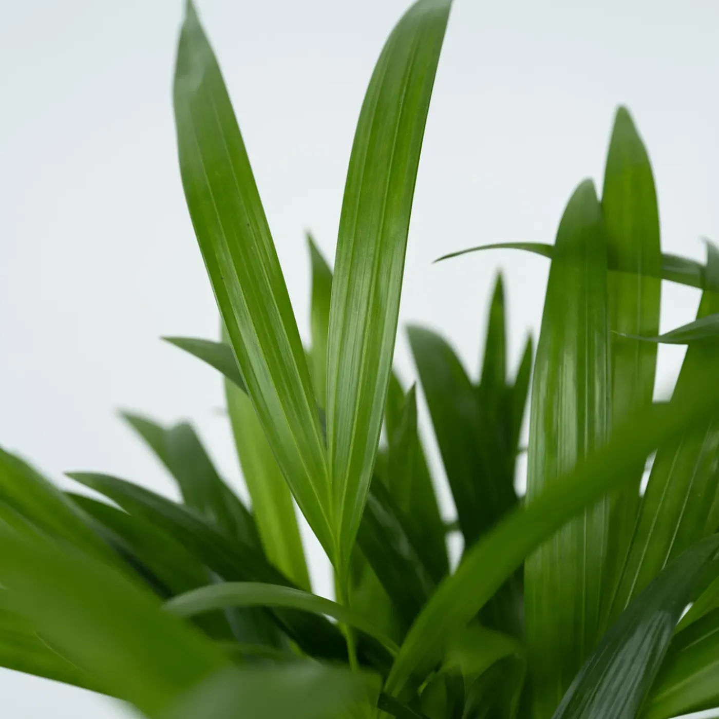 Plant in a Box - Dypsis Lutescens Areca Goudpalm X1 - Hoogte 60-70cm