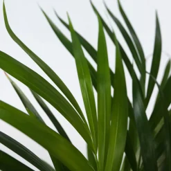 Plant in a Box - Dypsis Lutescens Areca Goudpalm X1 - Hoogte 60-70cm