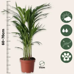 Plant in a Box - Dypsis Lutescens Areca Goudpalm X1 - Hoogte 60-70cm
