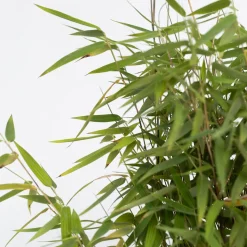Plant In A Box - Fargesia Nitida 'red Dragon' Bamboe X1 - Hoogte 50-70cm