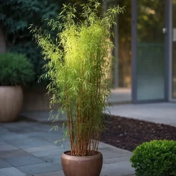 Plant In A Box - Fargesia Nitida 'red Dragon' Bamboe X1 - Hoogte 50-70cm