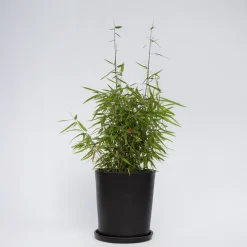 Plant In A Box - Fargesia Nitida 'red Dragon' Bamboe X1 - Hoogte 50-70cm