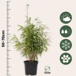 Plant In A Box - Fargesia Nitida 'red Dragon' Bamboe X1 - Hoogte 50-70cm