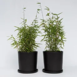 Plant in a Box - Fargesia Nitida 'red Dragon' Bamboe X2 - Hoogte 50-70cm