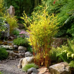 Plant in a Box - Fargesia Nitida 'red Dragon' Bamboe X2 - Hoogte 50-70cm