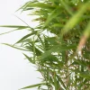 Plant in a Box - Fargesia Nitida 'gansu' Bamboe X6 - Hoogte 50-70cm