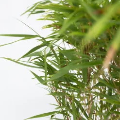 Plant in a Box - Fargesia Nitida 'gansu' Bamboe X6 - Hoogte 50-70cm