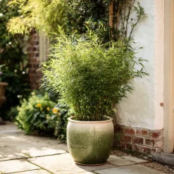 Plant in a Box - Fargesia Nitida 'gansu' Bamboe X6 - Hoogte 50-70cm