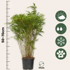Plant in a Box - Fargesia Nitida 'gansu' Bamboe X6 - Hoogte 50-70cm