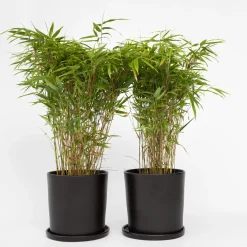 Plant in a Box - Fargesia Nitida 'gansu' Bamboe X6 - Hoogte 50-70cm