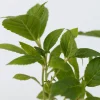 Plant in a Box - Hydrangea Macrophylla 'wudu' Bolhortensia X6 - Hoogte 25-40cm