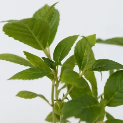 Plant in a Box - Hydrangea Macrophylla 'wudu' Bolhortensia X6 - Hoogte 25-40cm