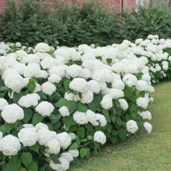 Plant in a Box - Hydrangea Macrophylla 'wudu' Bolhortensia X6 - Hoogte 25-40cm
