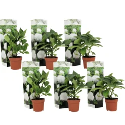Plant in a Box - Hydrangea Macrophylla 'wudu' Bolhortensia X6 - Hoogte 25-40cm