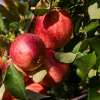 Plant In A Box - Malus, Pryus, Prunus Mix Fruitzuilen X4 - Hoogte 60-70cm