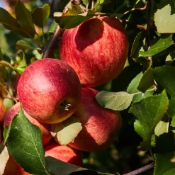 Plant In A Box - Malus, Pryus, Prunus Mix Fruitzuilen X4 - Hoogte 60-70cm