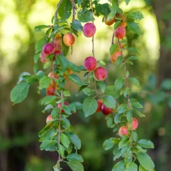 Plant In A Box - Malus, Pryus, Prunus Mix Fruitzuilen X4 - Hoogte 60-70cm