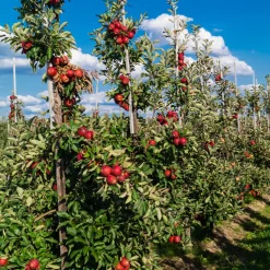 Plant In A Box - Malus, Pryus, Prunus Mix Fruitzuilen X4 - Hoogte 60-70cm