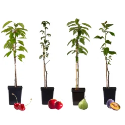 Plant In A Box - Malus, Pryus, Prunus Mix Fruitzuilen X4 - Hoogte 60-70cm