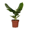 Plant in a Box - Musa 'oriental Dwarf' Bananenplant X1 - Hoogte 25-40cm