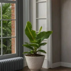 Plant in a Box - Musa 'oriental Dwarf' Bananenplant X1 - Hoogte 25-40cm