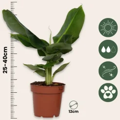 Plant in a Box - Musa 'oriental Dwarf' Bananenplant X1 - Hoogte 25-40cm
