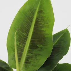 Plant in a Box - Musa 'oriental Dwarf' Bananenplant X1 - Hoogte 25-40cm