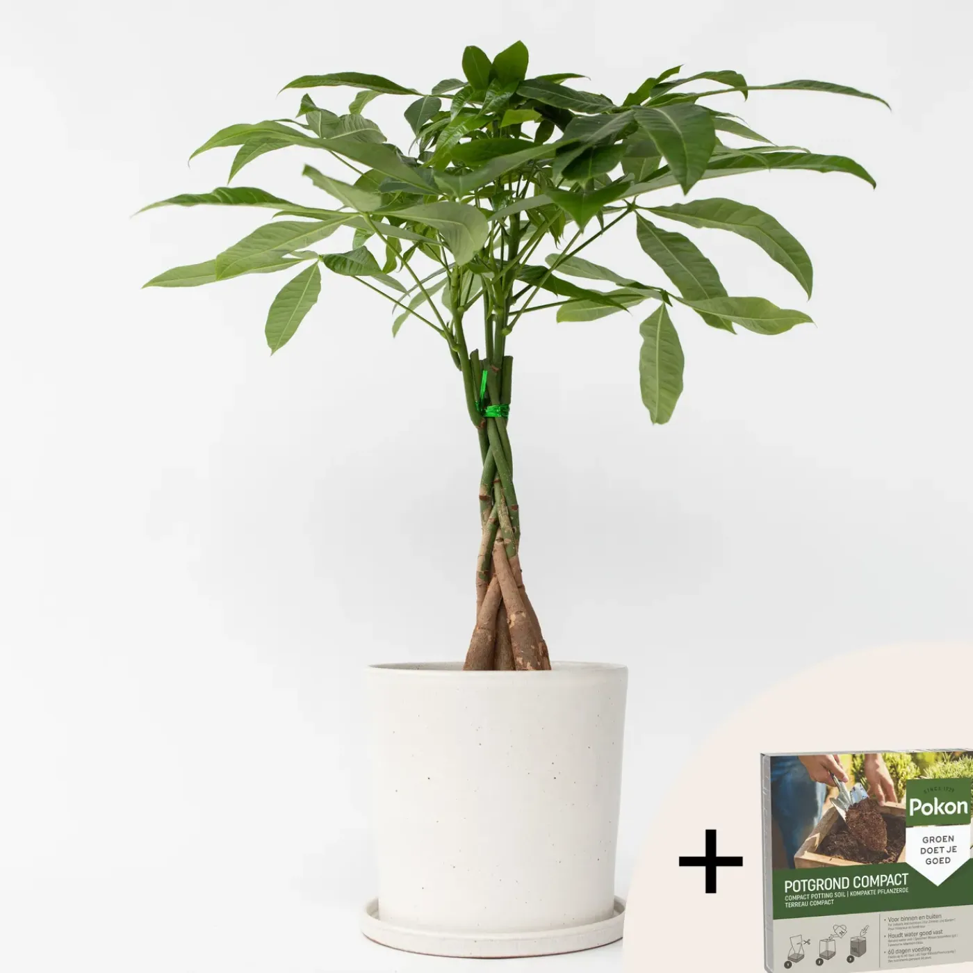 Plant in a Box - Pachira Aquatica Geldboom X1 - Hoogte 60-70cm