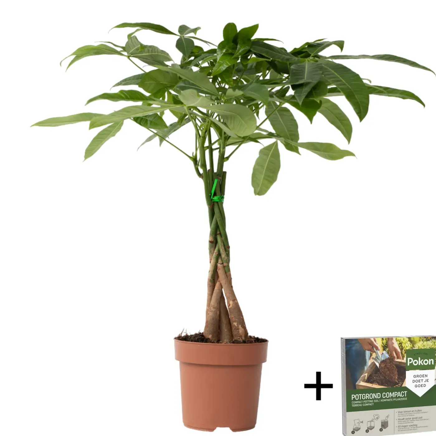 Plant in a Box - Pachira Aquatica Geldboom X1 - Hoogte 60-70cm