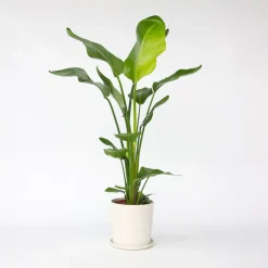 Plant In A Box - Strelitzia Nicolai Paradijsvogelplant X1 - Hoogte 90-110cm