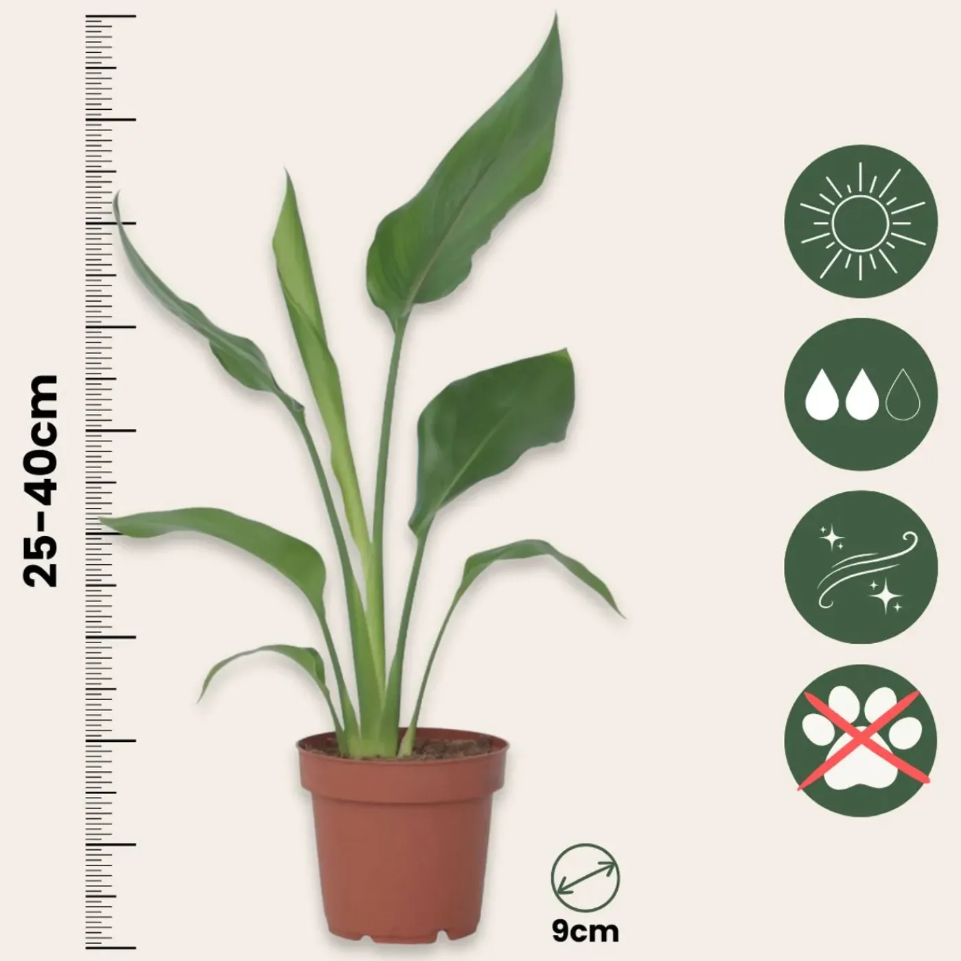 Plant in a Box - Strelitzia Reginea Paradijsvogelbloem X3 - Hoogte 25-40cm
