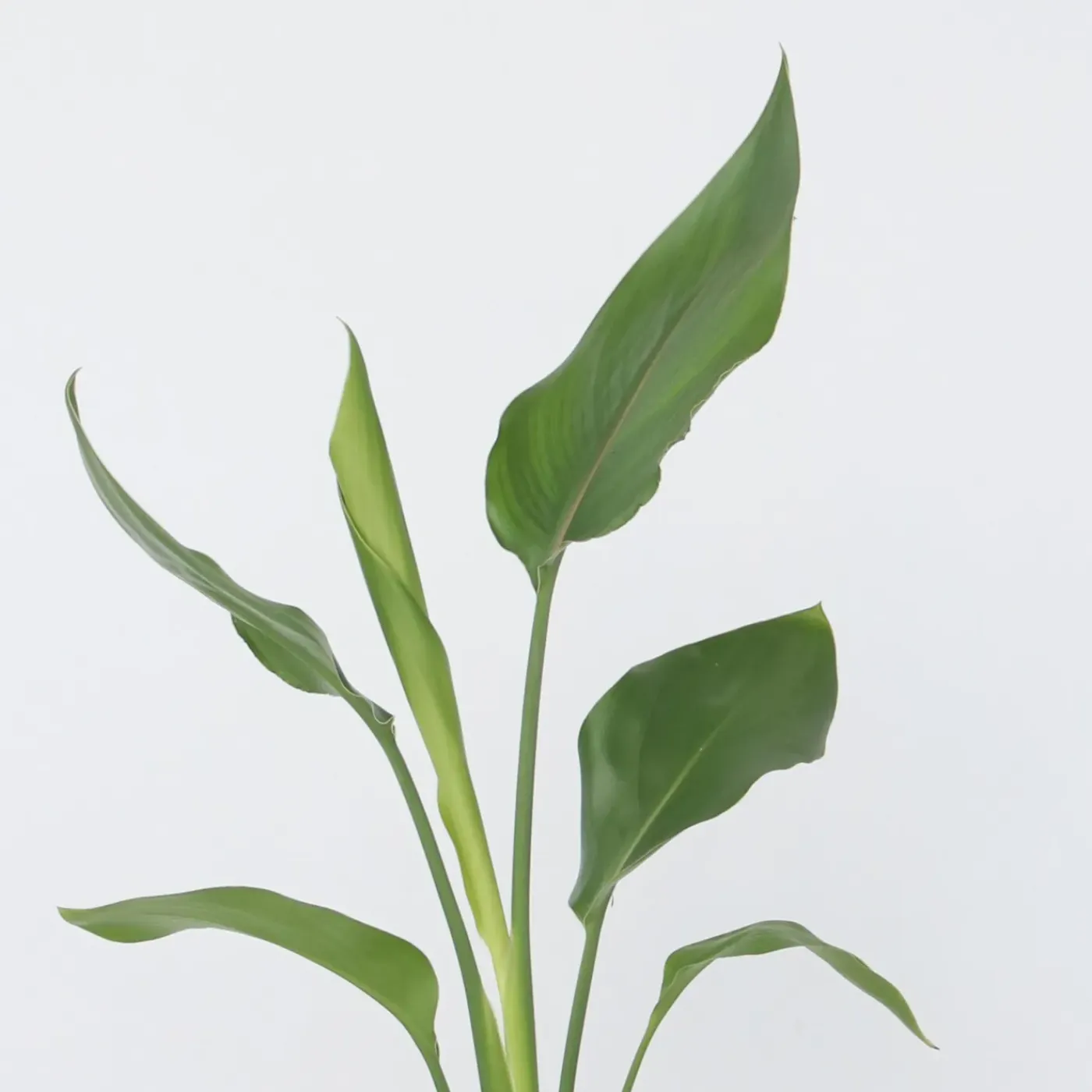 Plant in a Box - Strelitzia Reginea Paradijsvogelbloem X3 - Hoogte 25-40cm