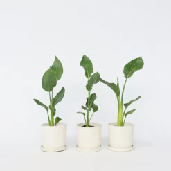 Plant in a Box - Strelitzia Reginea Paradijsvogelbloem X3 - Hoogte 25-40cm