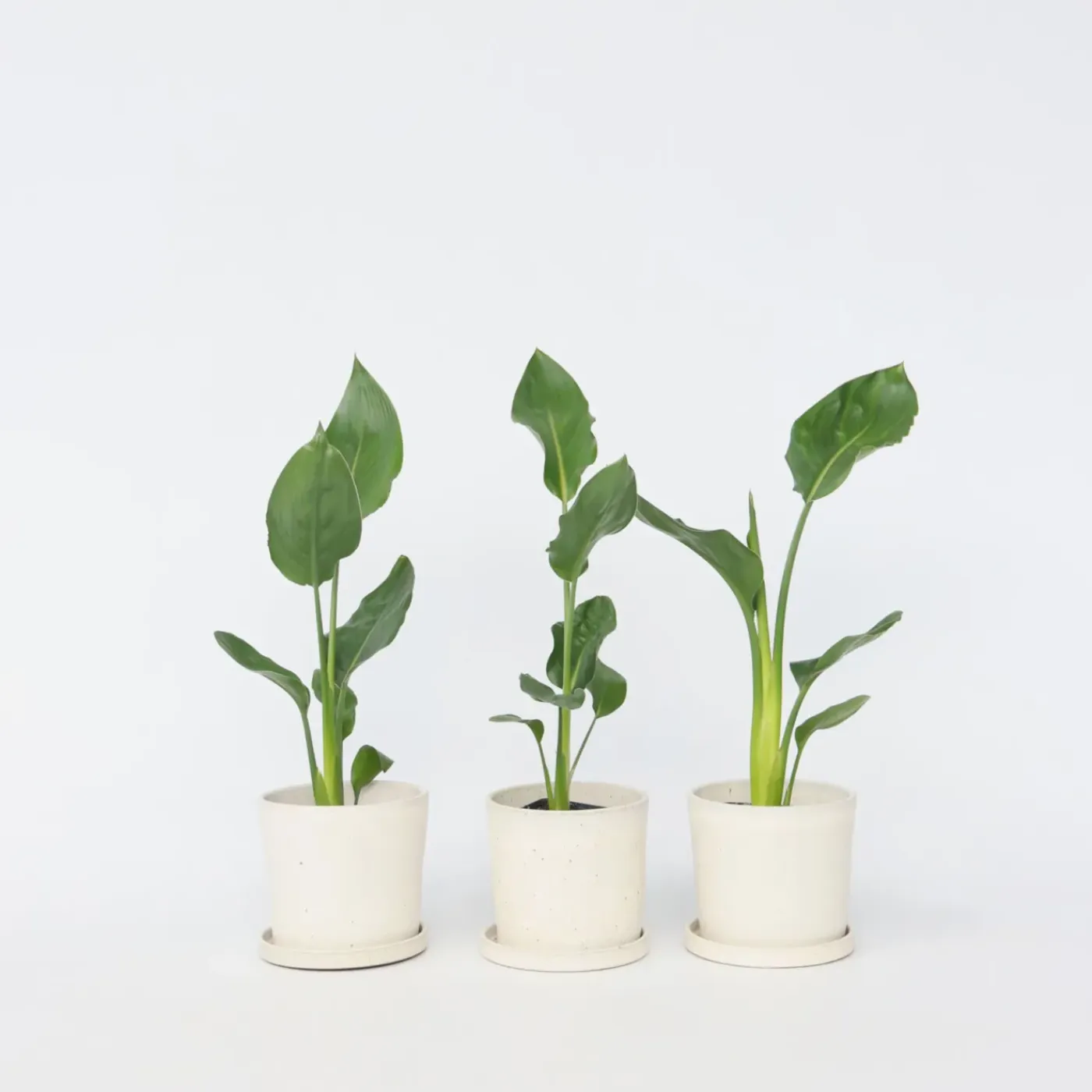 Plant in a Box - Strelitzia Reginea Paradijsvogelbloem X3 - Hoogte 25-40cm
